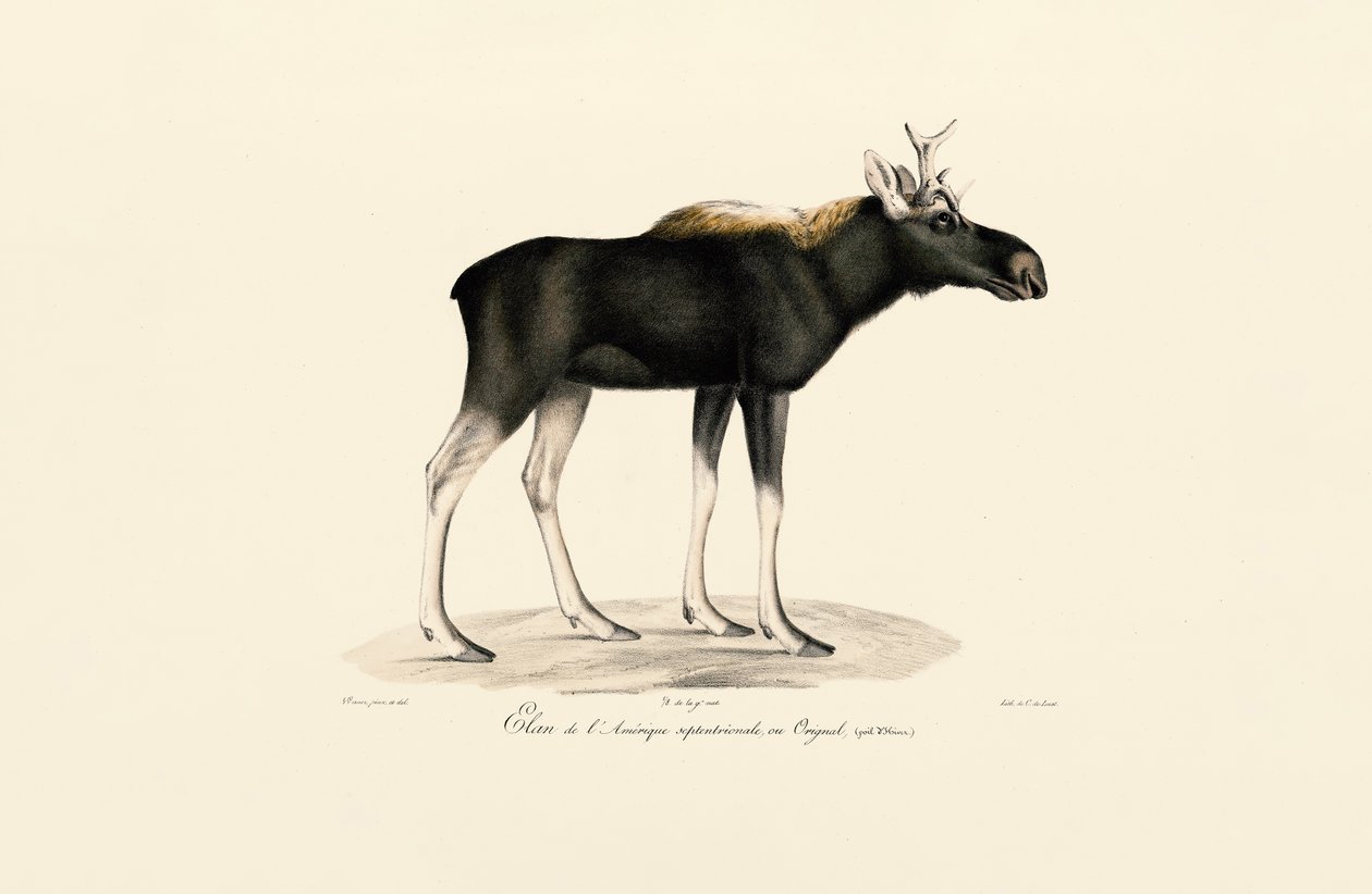 Amerikansk älg (Alces americanus) av Jacques Christophe Werner