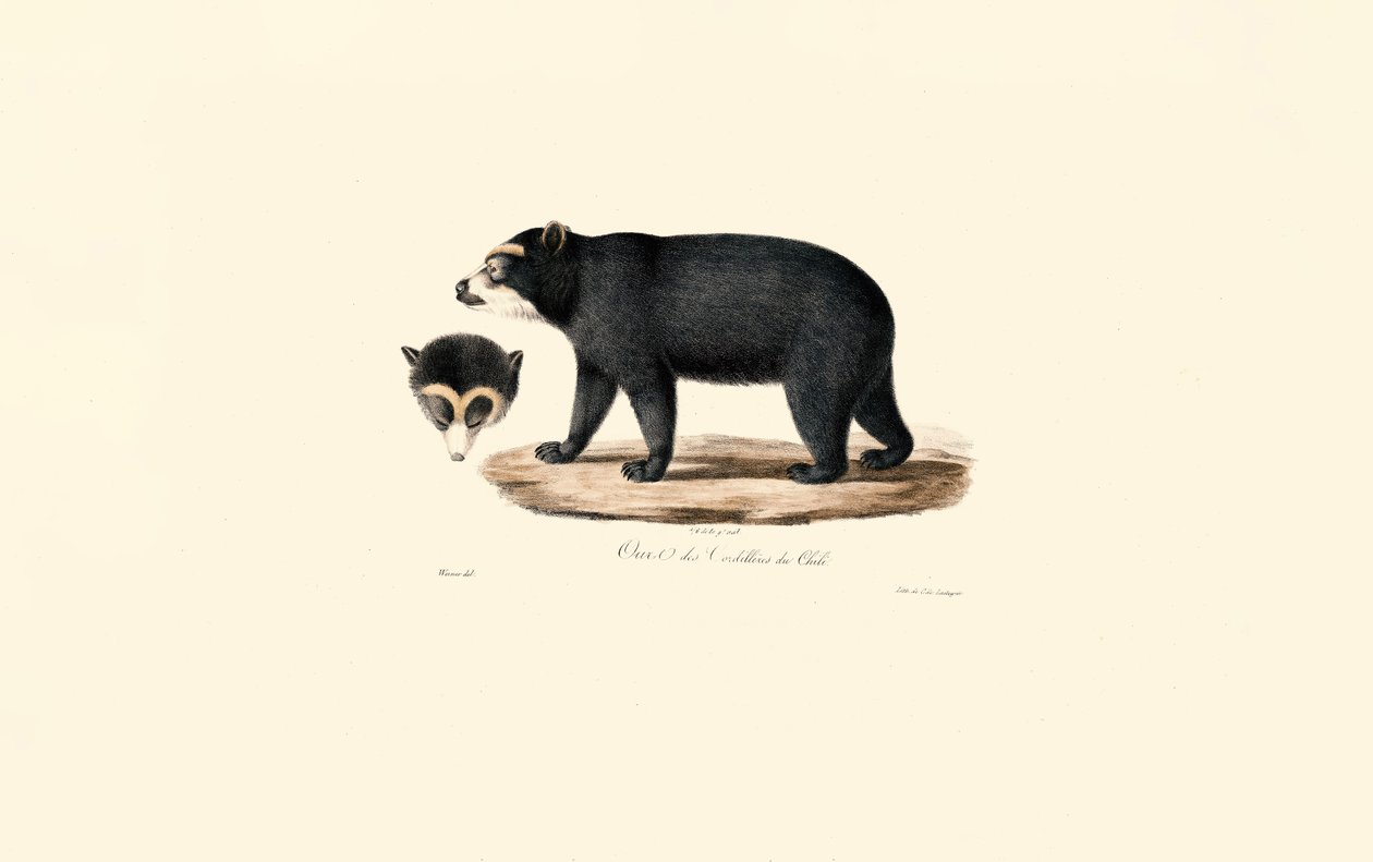 Andean Spectacled Bear (chilensk andinbjörn) av Jacques Christophe Werner