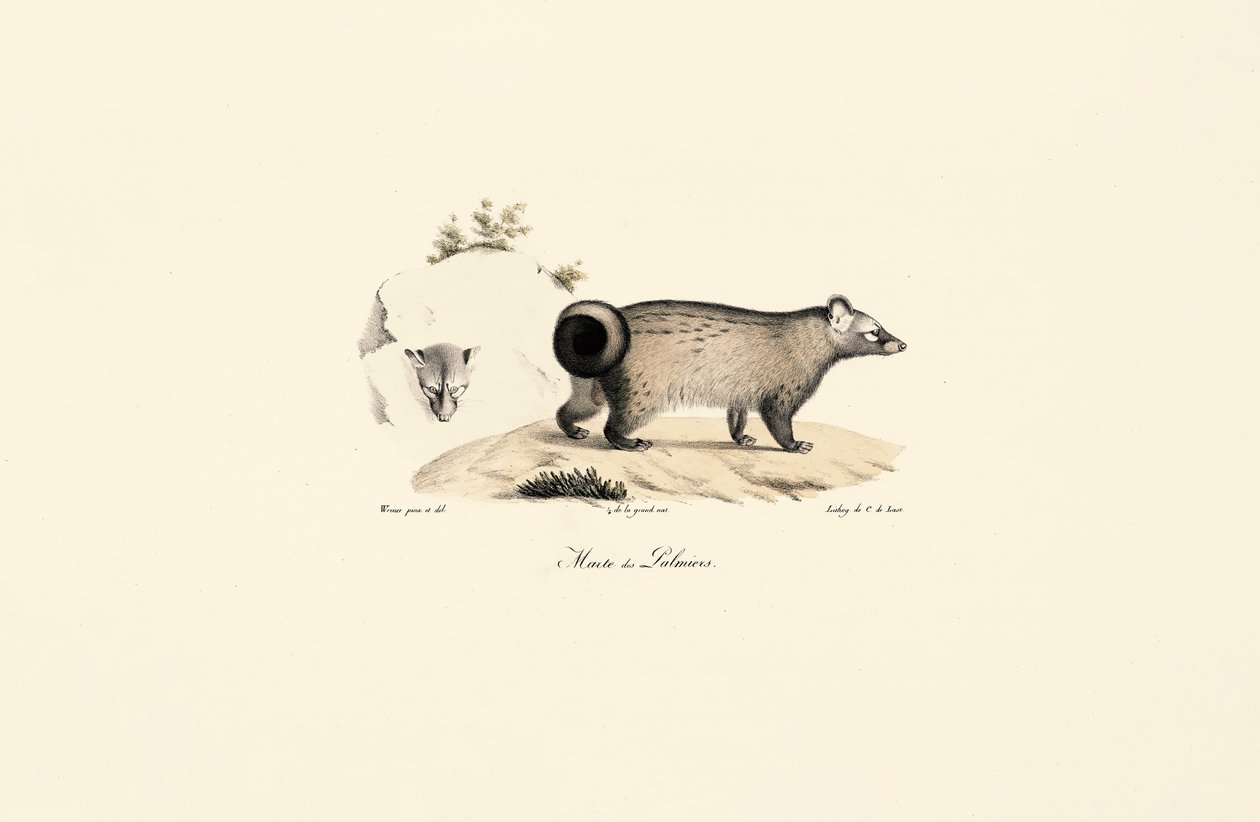 Asiatisk palmcivet av Jacques Christophe Werner
