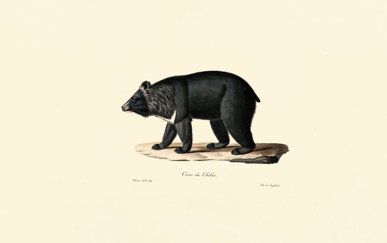 Asiatisk svartbjörn (tibetansk björn) av Jacques Christophe Werner