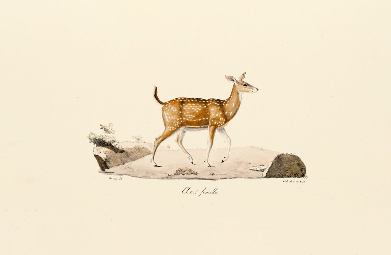 av Jacques Christophe Werner