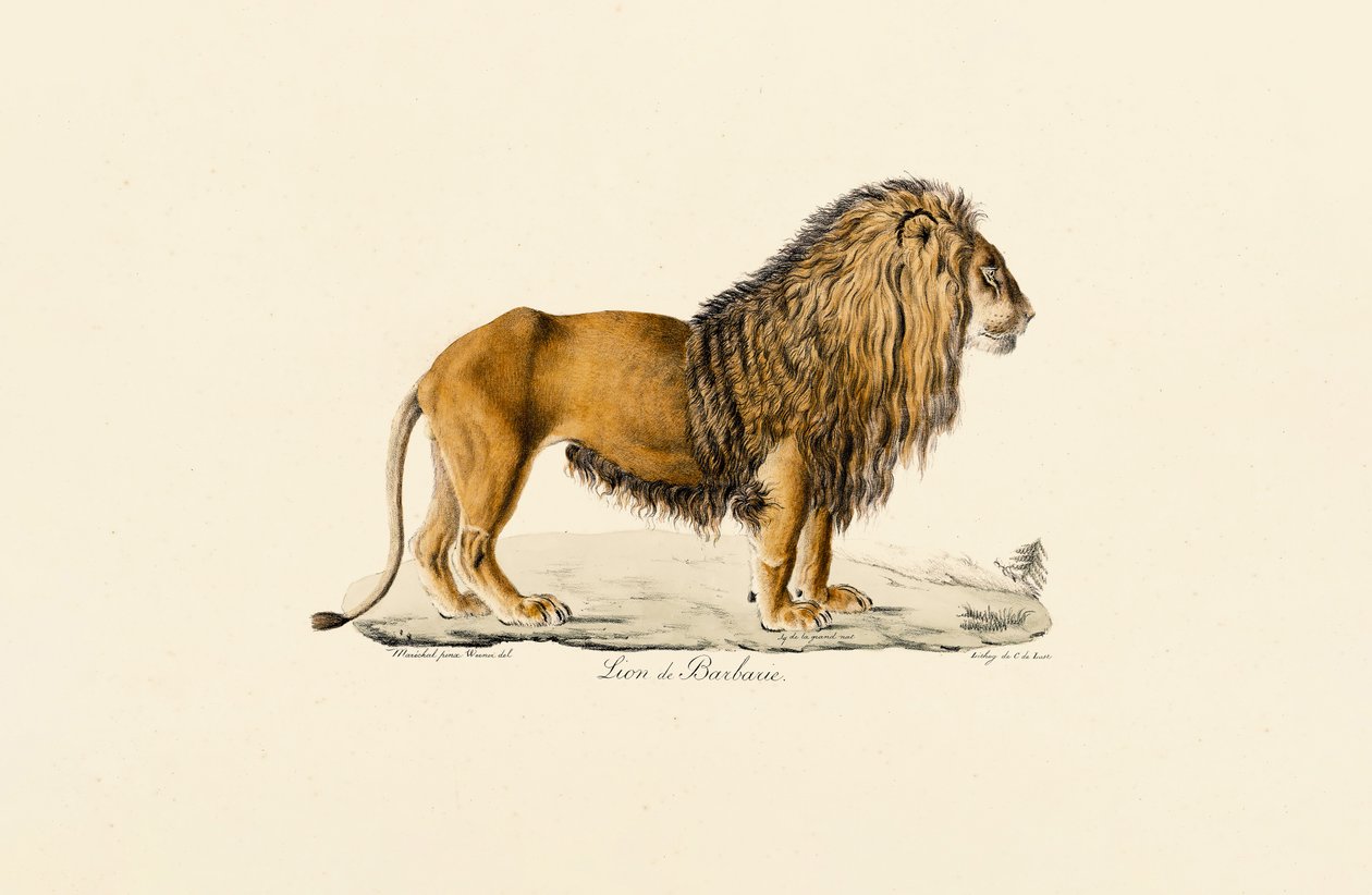 Barbary Lion i profil av Jacques Christophe Werner