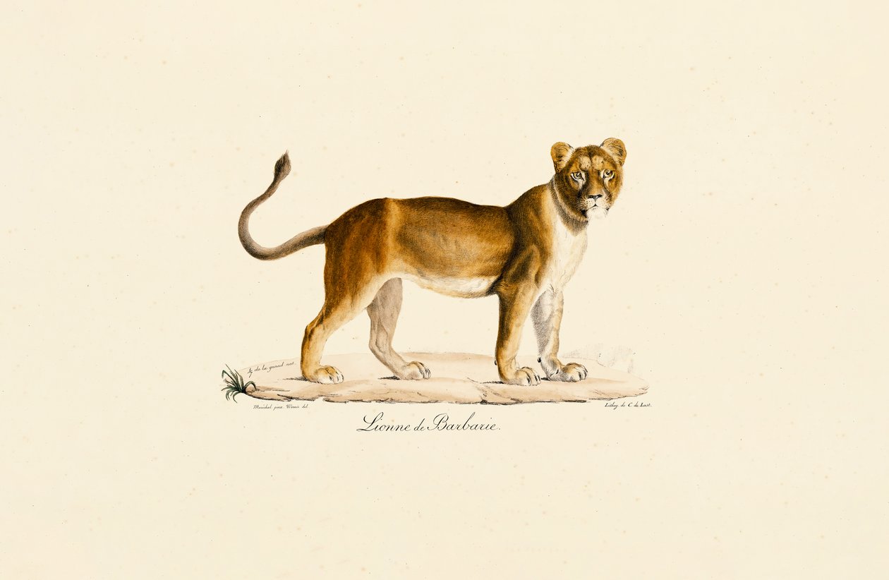 Barbary Lioness i profil av Jacques Christophe Werner