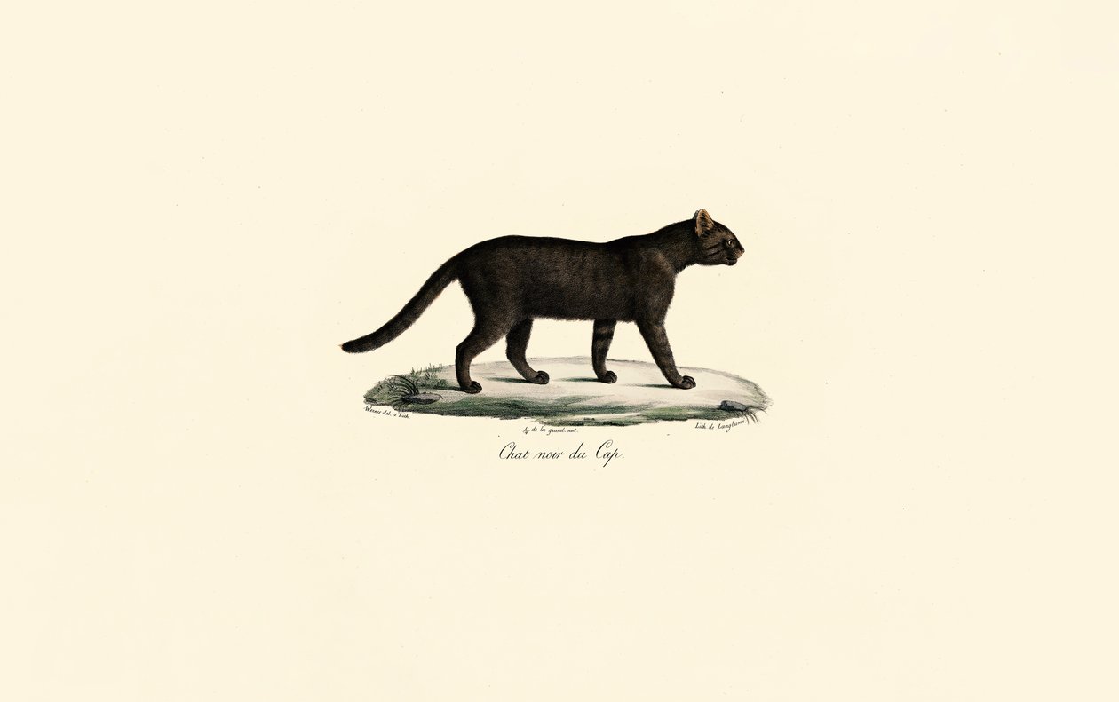 Svartfotad katt av Jacques Christophe Werner