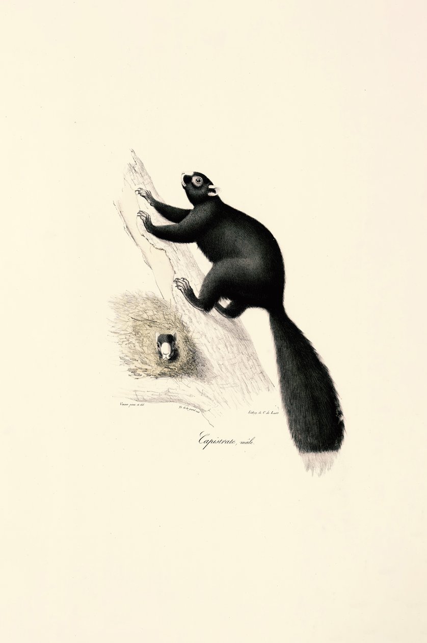 Svart kapucinapa (hane) av Jacques Christophe Werner