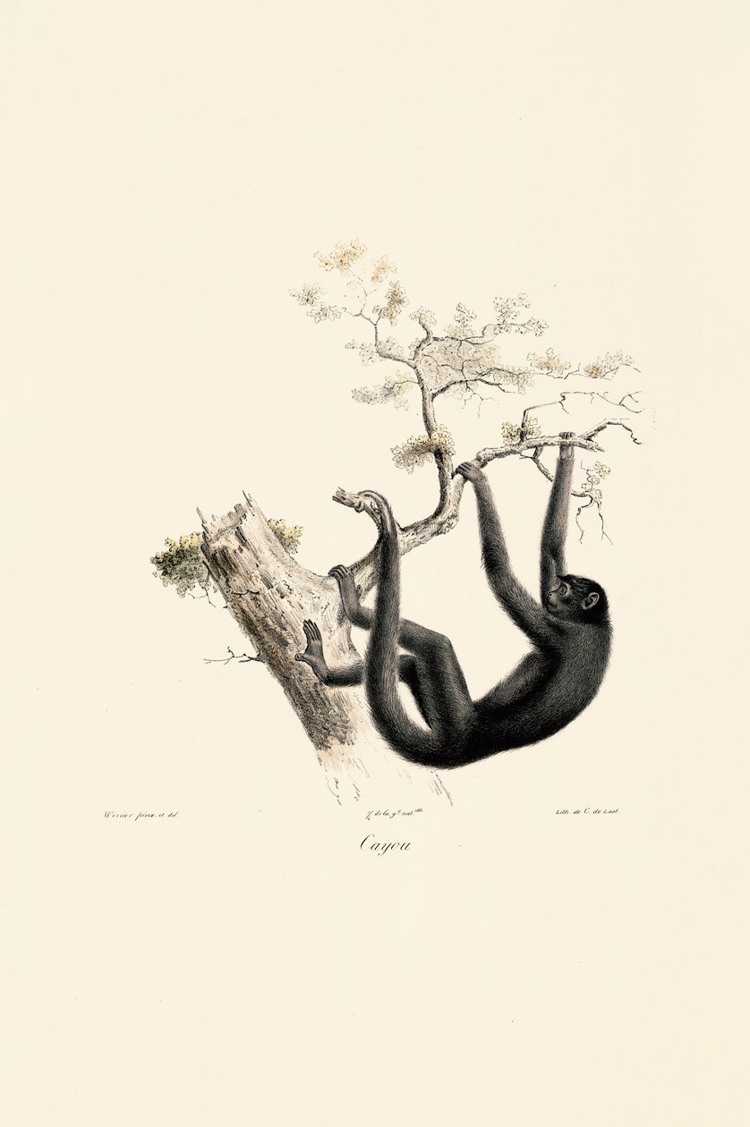 Svart vrålapa av Jacques Christophe Werner