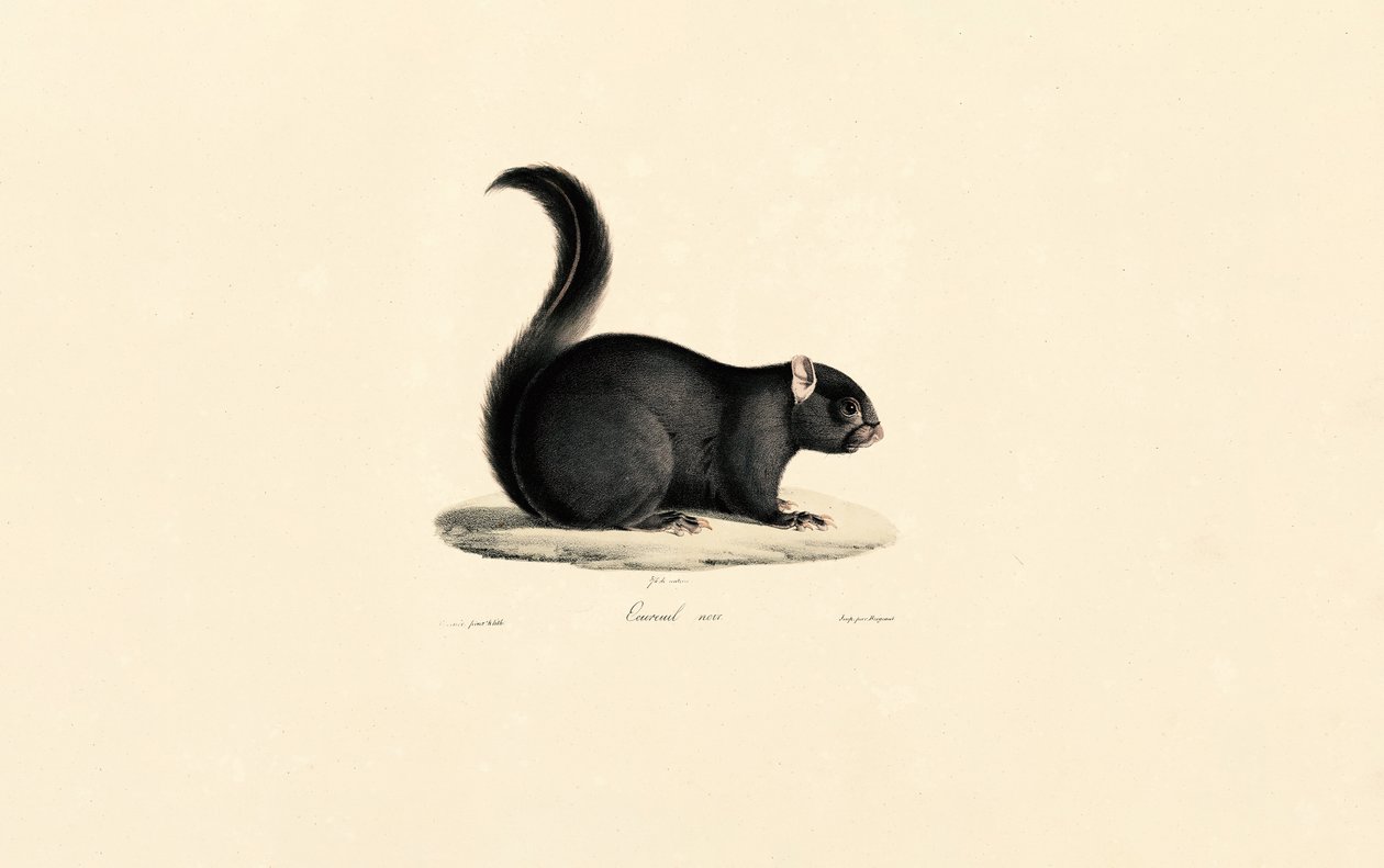  av Jacques Christophe Werner