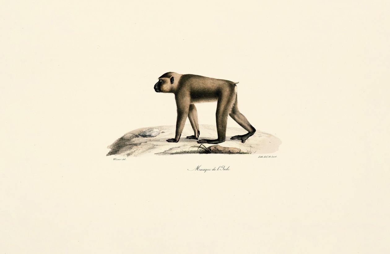 Macaque hatt av Jacques Christophe Werner