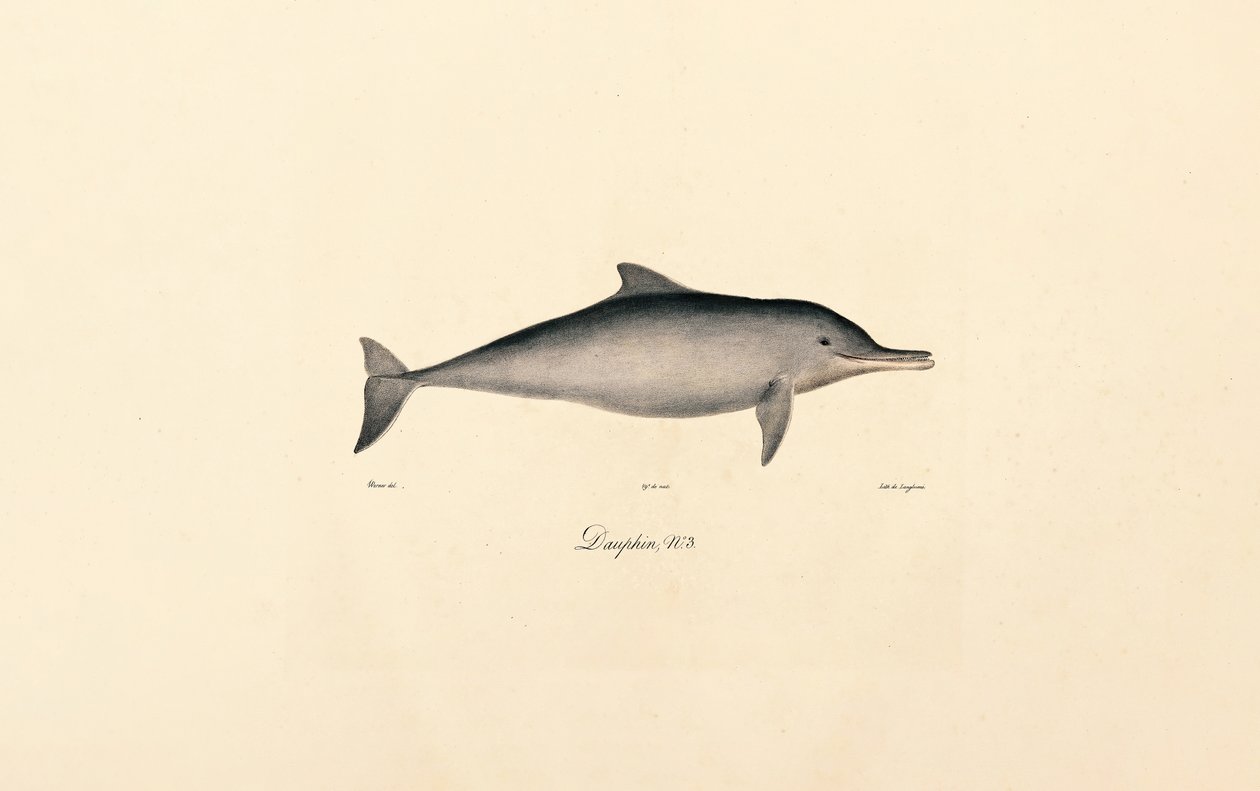 Flasknosdelfin (Tursiops truncatus) av Jacques Christophe Werner