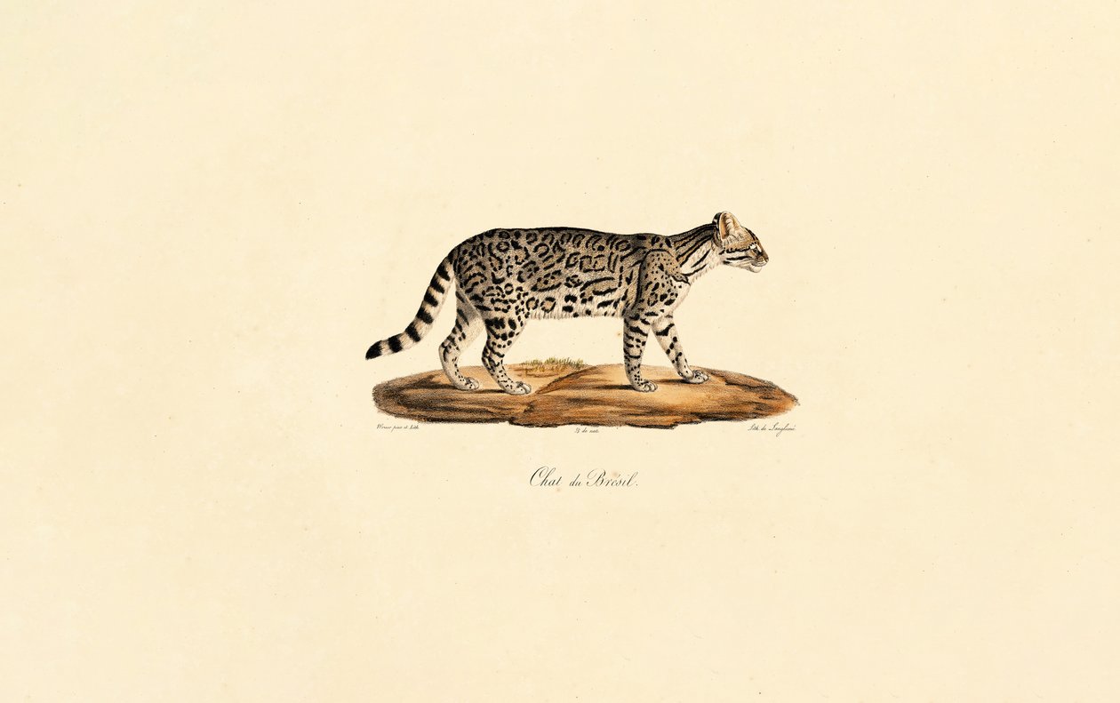 Brasiliansk tigerkatt av Jacques Christophe Werner