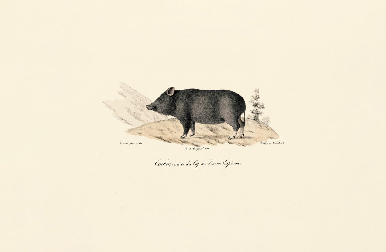 Cape Warthog av Jacques Christophe Werner
