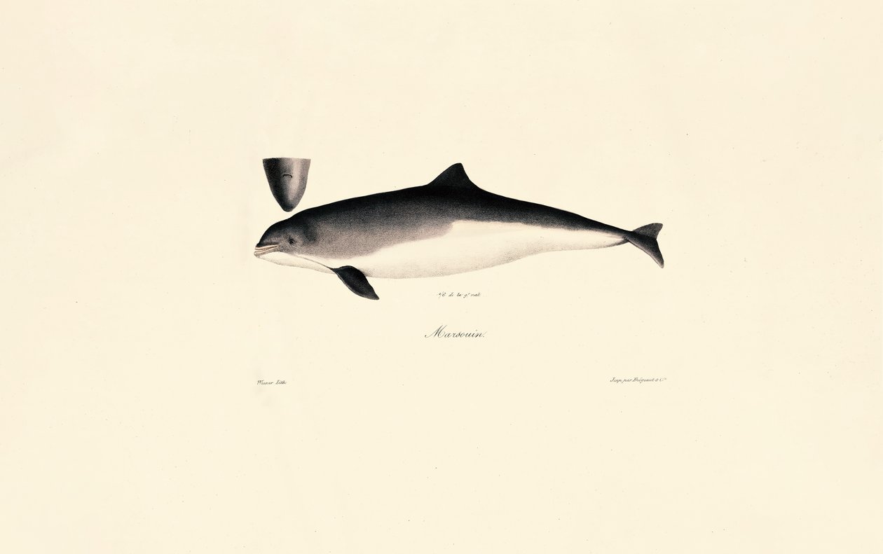 Vanlig flasknosdelfin av Jacques Christophe Werner