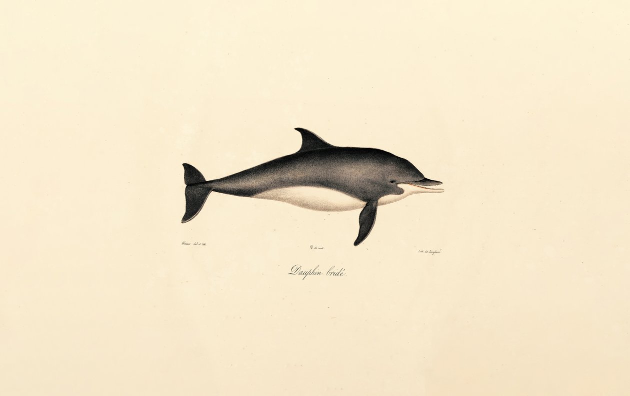 Vanlig delfin (Delphinus delphis) av Jacques Christophe Werner