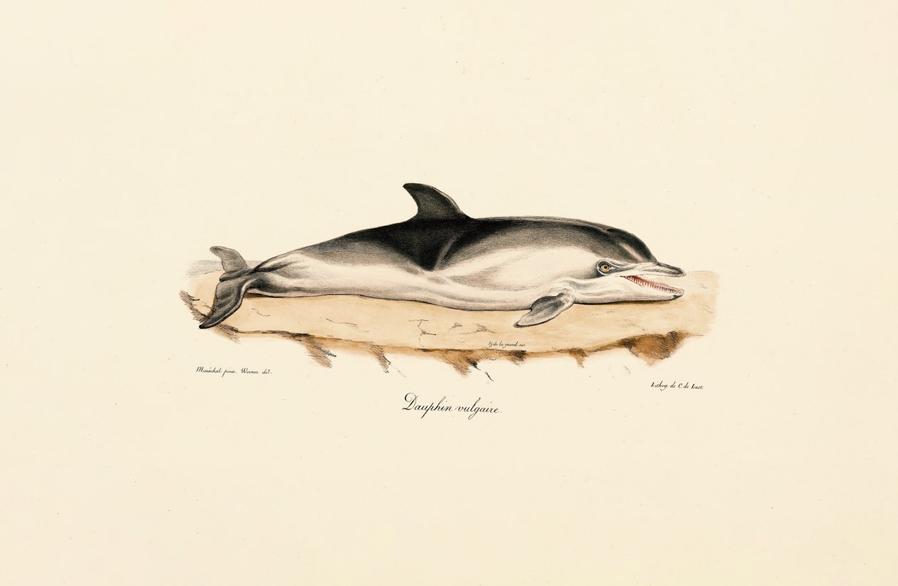 Vanlig delfin av Jacques Christophe Werner