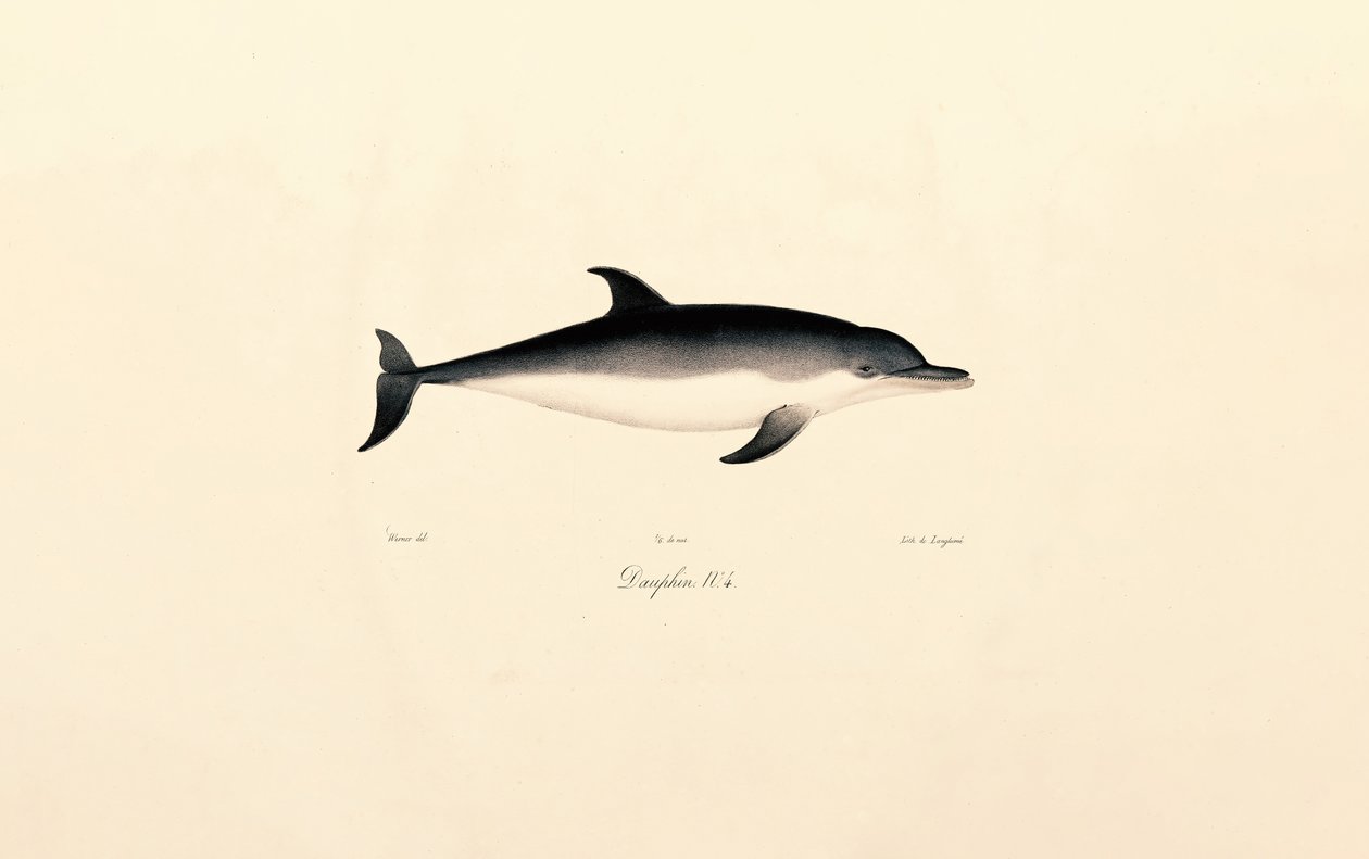 Vanlig delfin av Jacques Christophe Werner