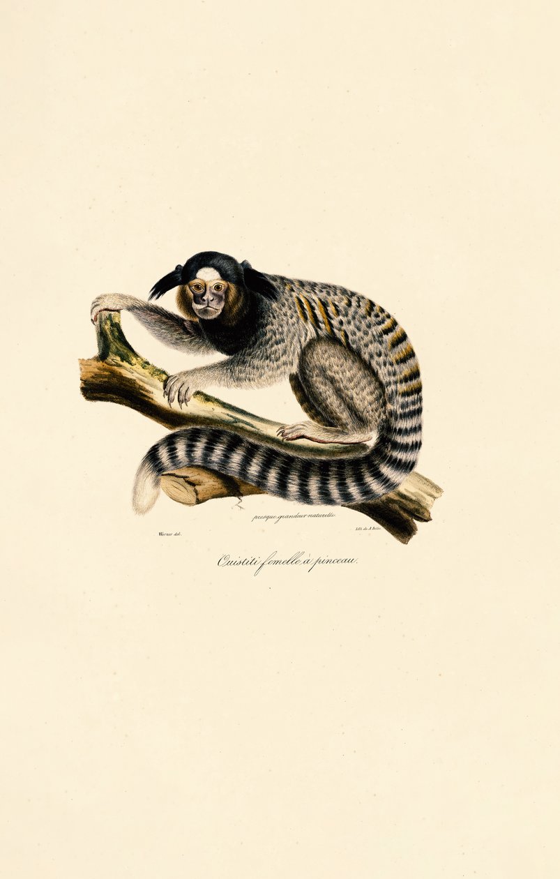  av Jacques Christophe Werner