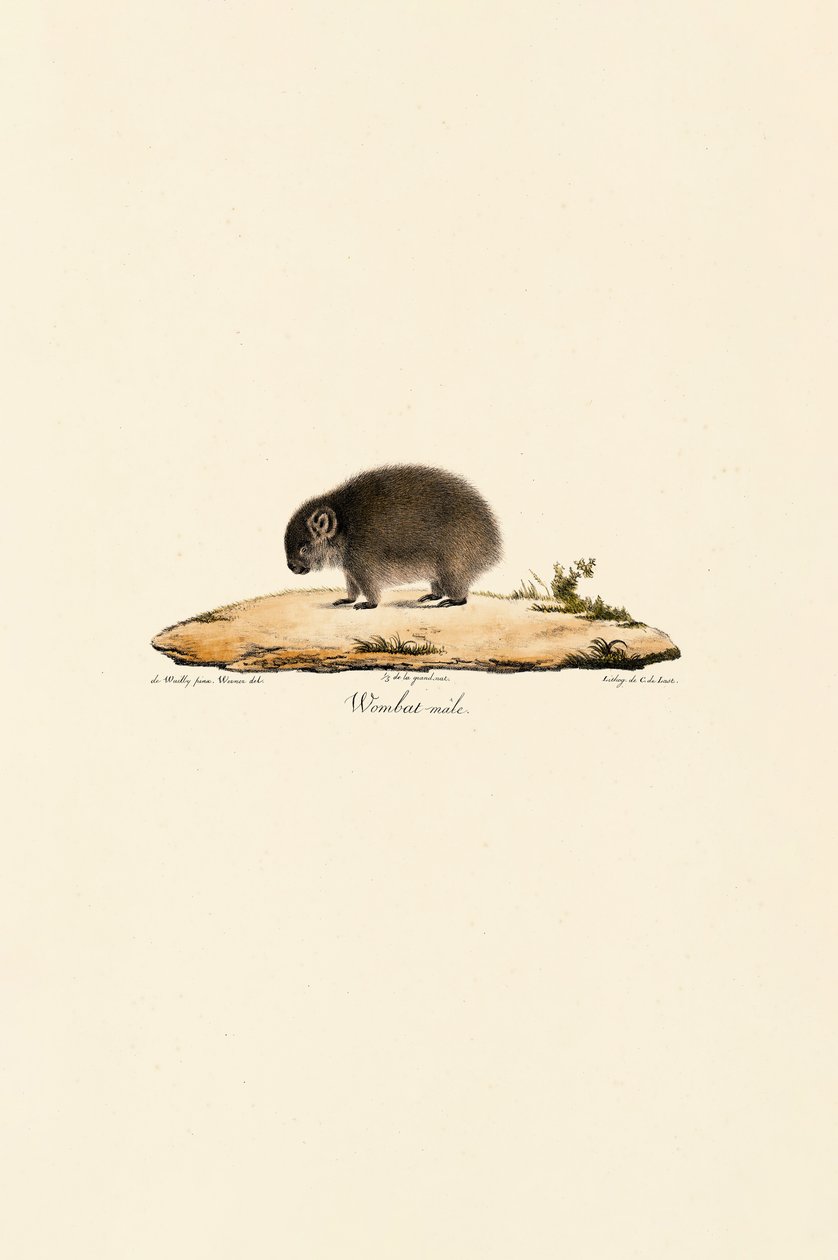 Vanlig wombat (hane) av Jacques Christophe Werner