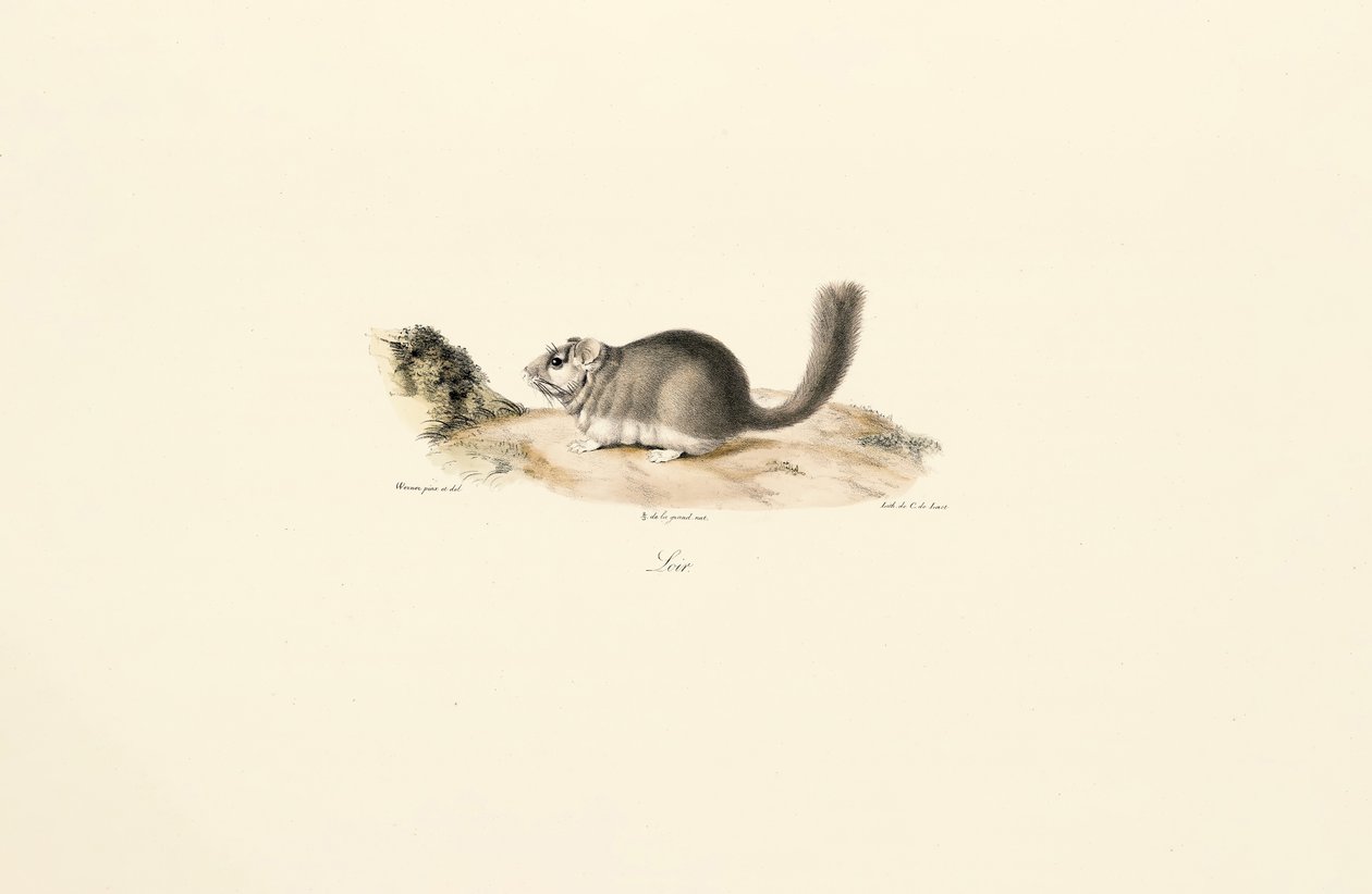 Coypu av Jacques Christophe Werner