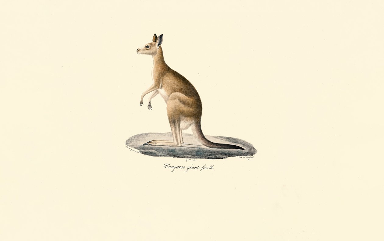 Eastern Grey Kangaroo (hona) av Jacques Christophe Werner