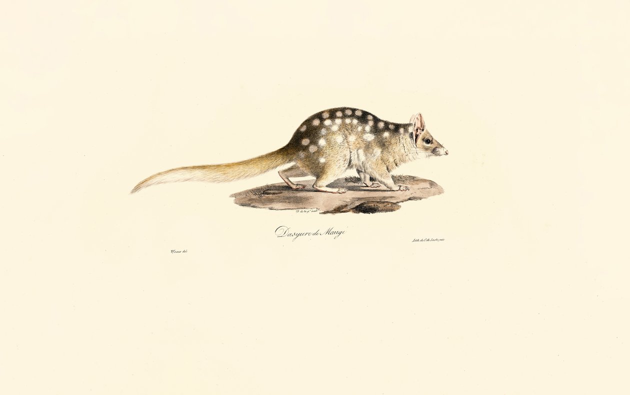 Östra Quoll av Jacques Christophe Werner
