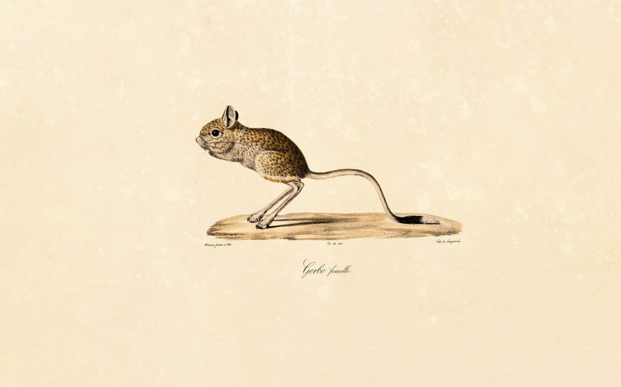 Egyptisk gerbil (hona) av Jacques Christophe Werner