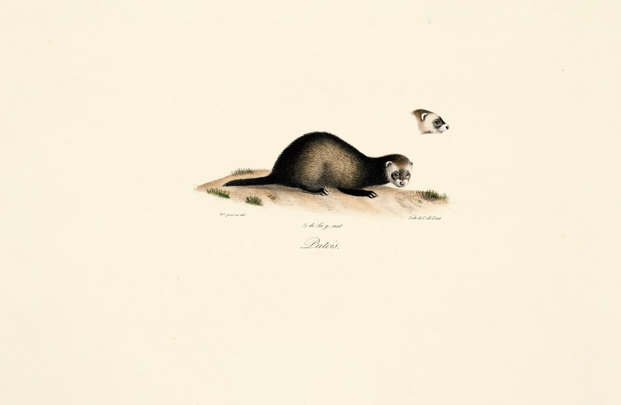 av Jacques Christophe Werner