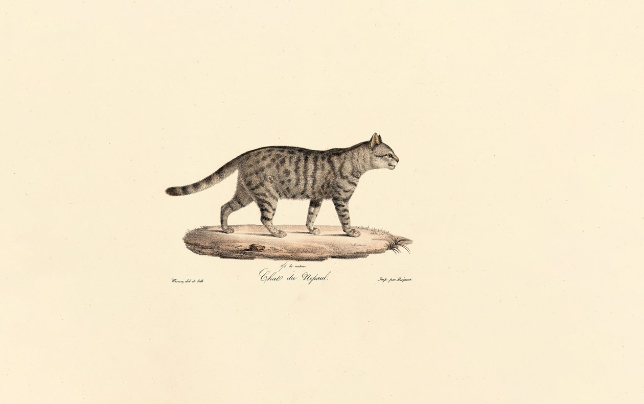 Europeisk vildkatt (Felis silvestris) av Jacques Christophe Werner