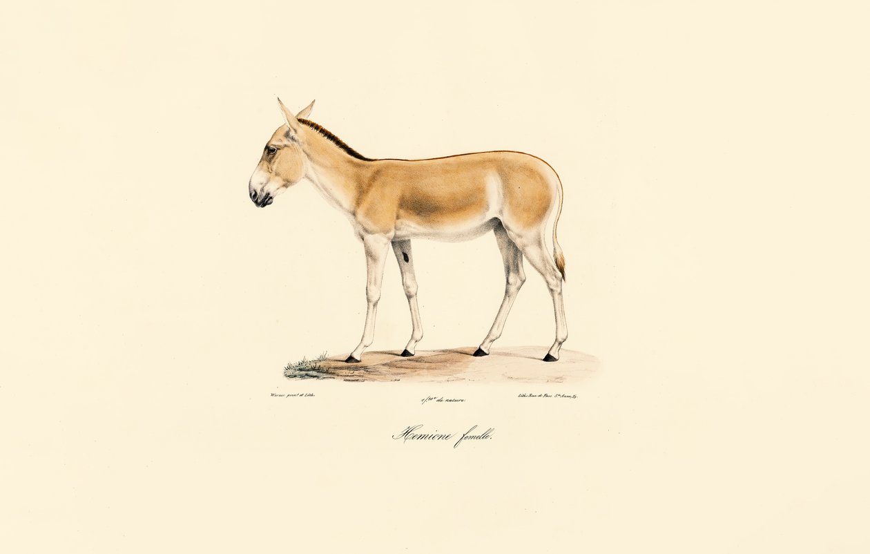 Kvinnlig asiatisk vild röv av Jacques Christophe Werner