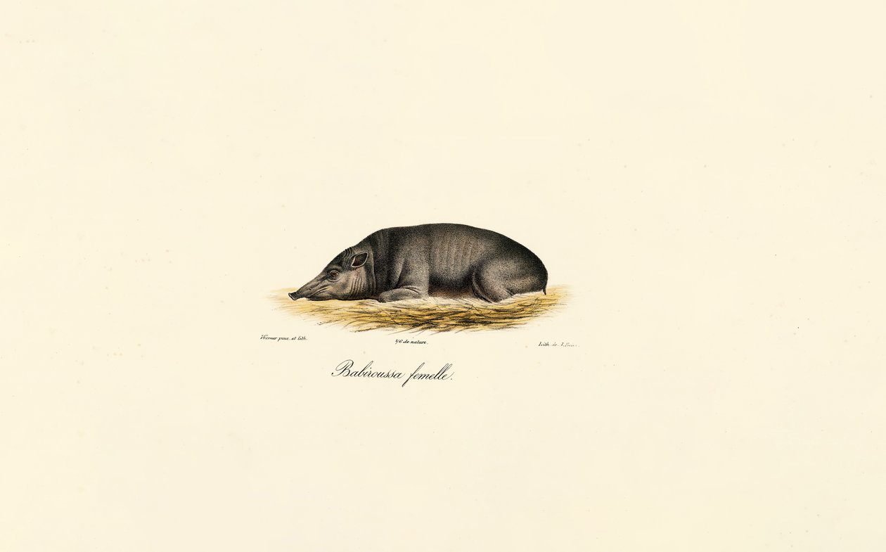 Kvinna Babirusa av Jacques Christophe Werner