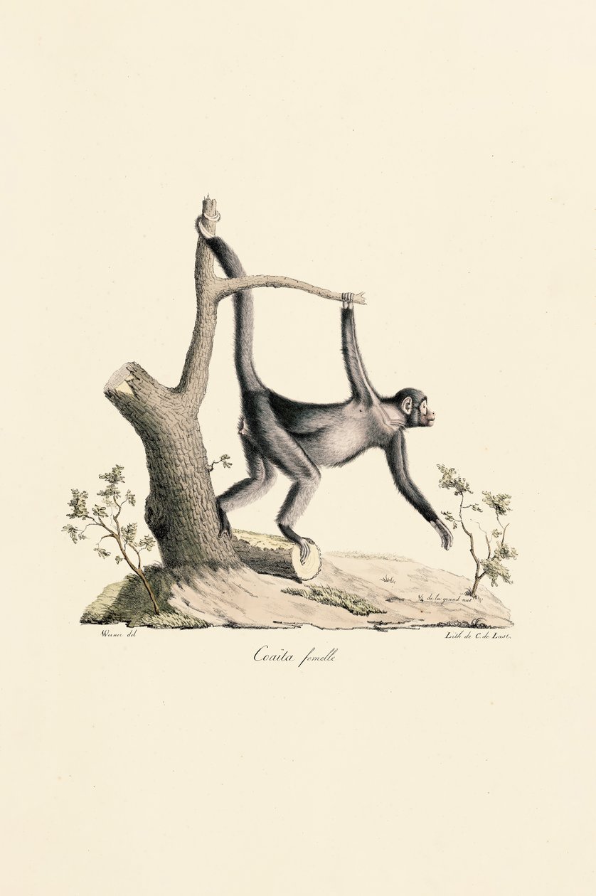 Hona svart spindelapa av Jacques Christophe Werner