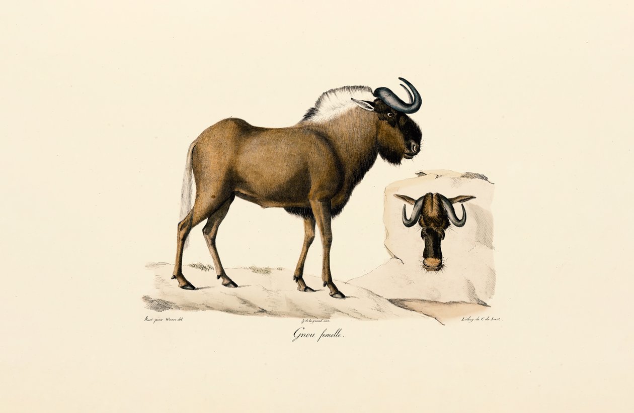 Hona blå gnu av Jacques Christophe Werner