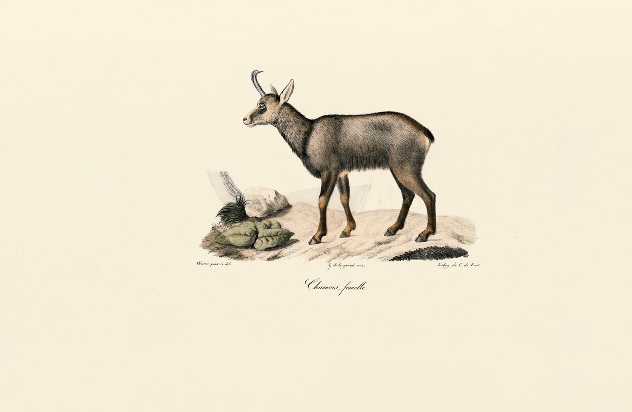 Kvinna Chamois av Jacques Christophe Werner