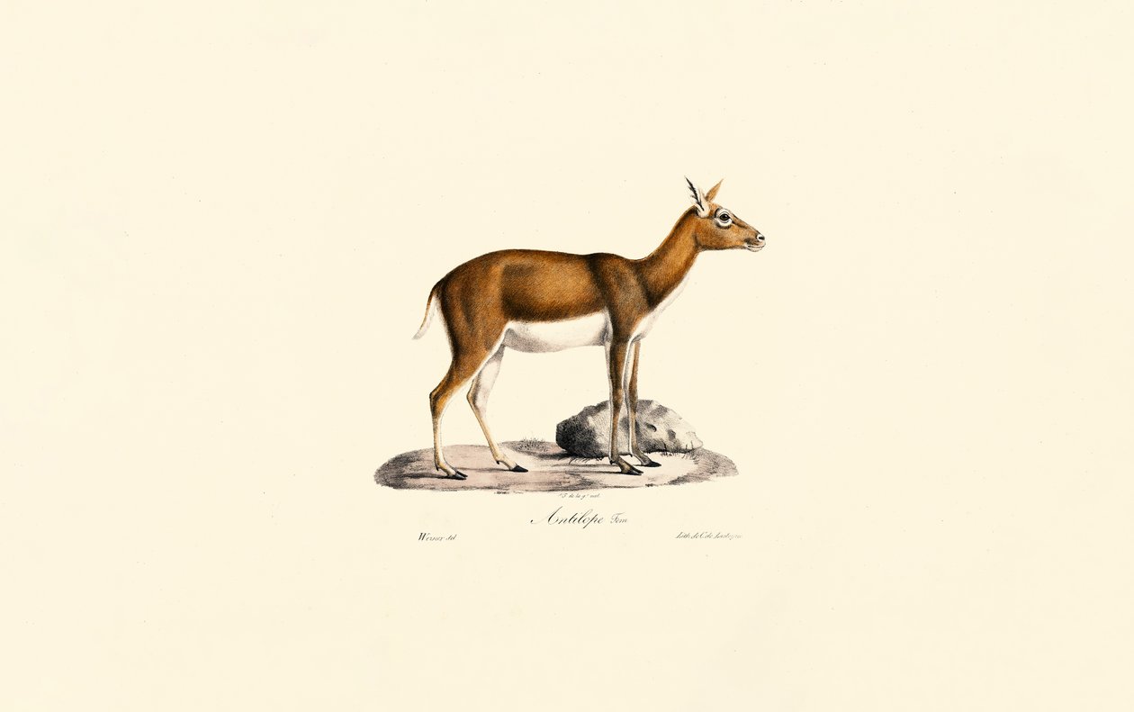 Hona Goitered Gazelle av Jacques Christophe Werner