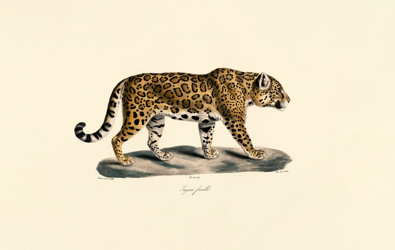 Jaguar kvinna av Jacques Christophe Werner