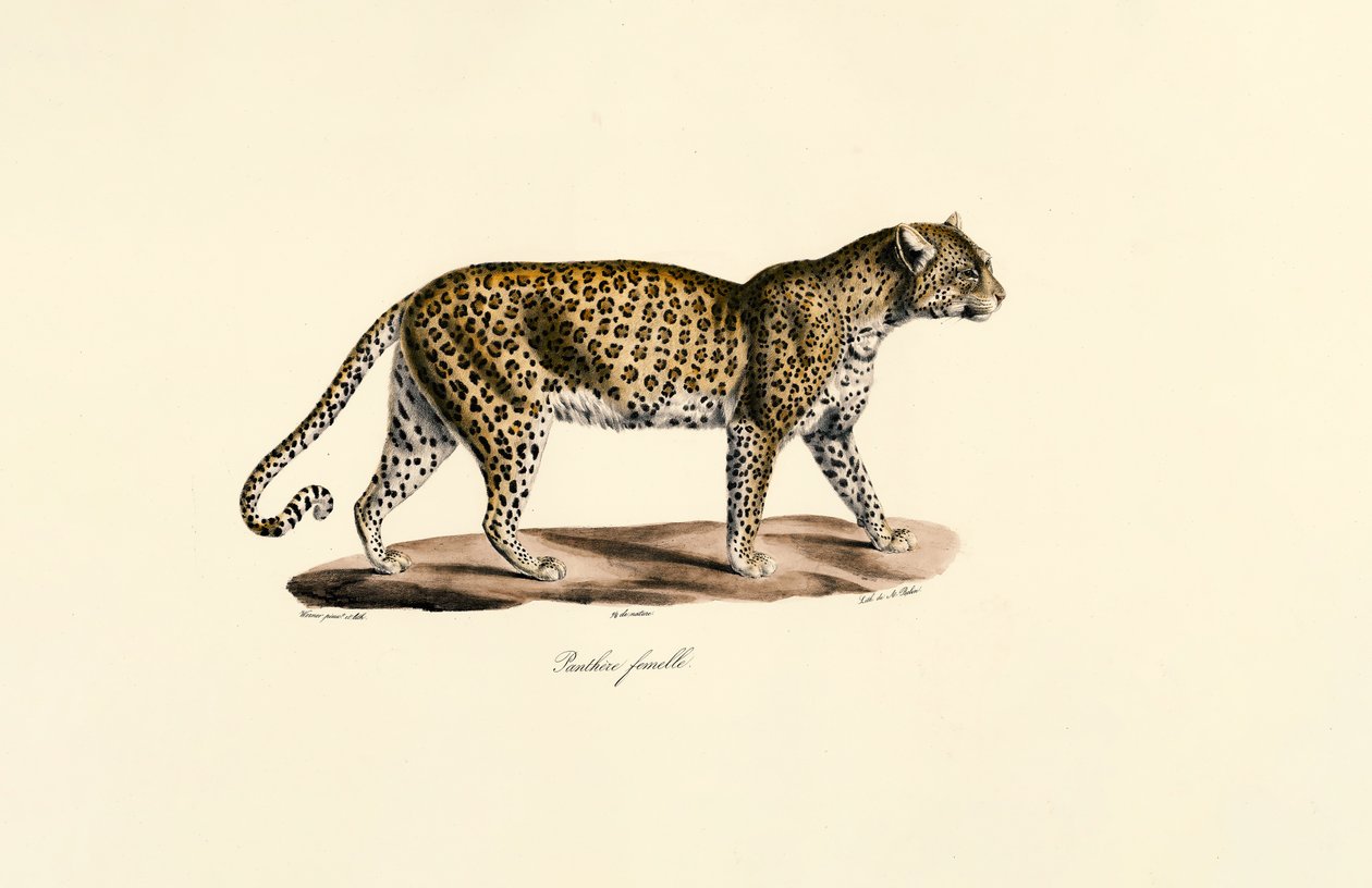 Kvinnlig leopard av Jacques Christophe Werner