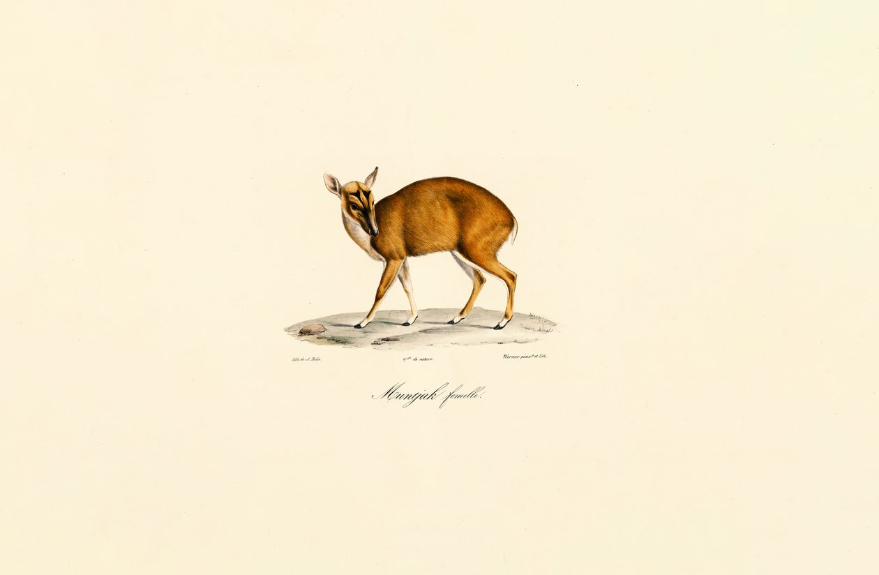Hona Muntjac av Jacques Christophe Werner