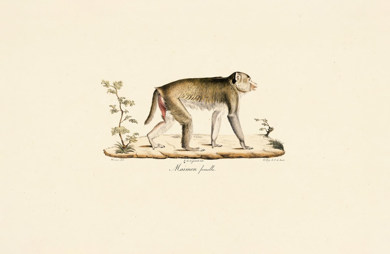 Kvinnlig nattapa av Jacques Christophe Werner