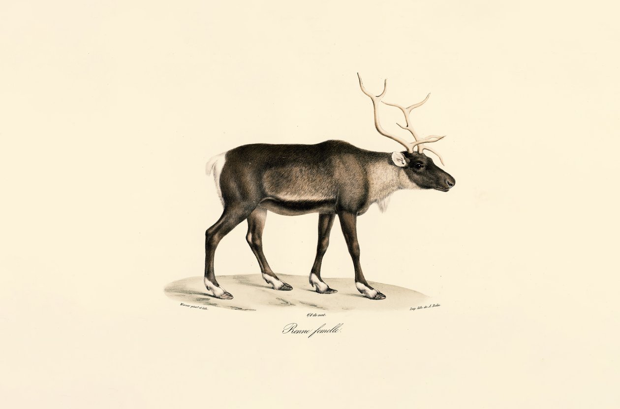  av Jacques Christophe Werner
