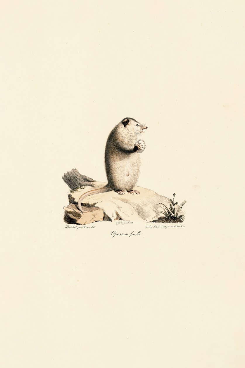 Hona Virginia Opossum av Jacques Christophe Werner