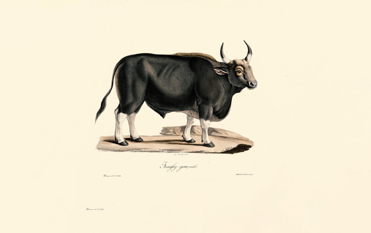 Gaur Man av Jacques Christophe Werner