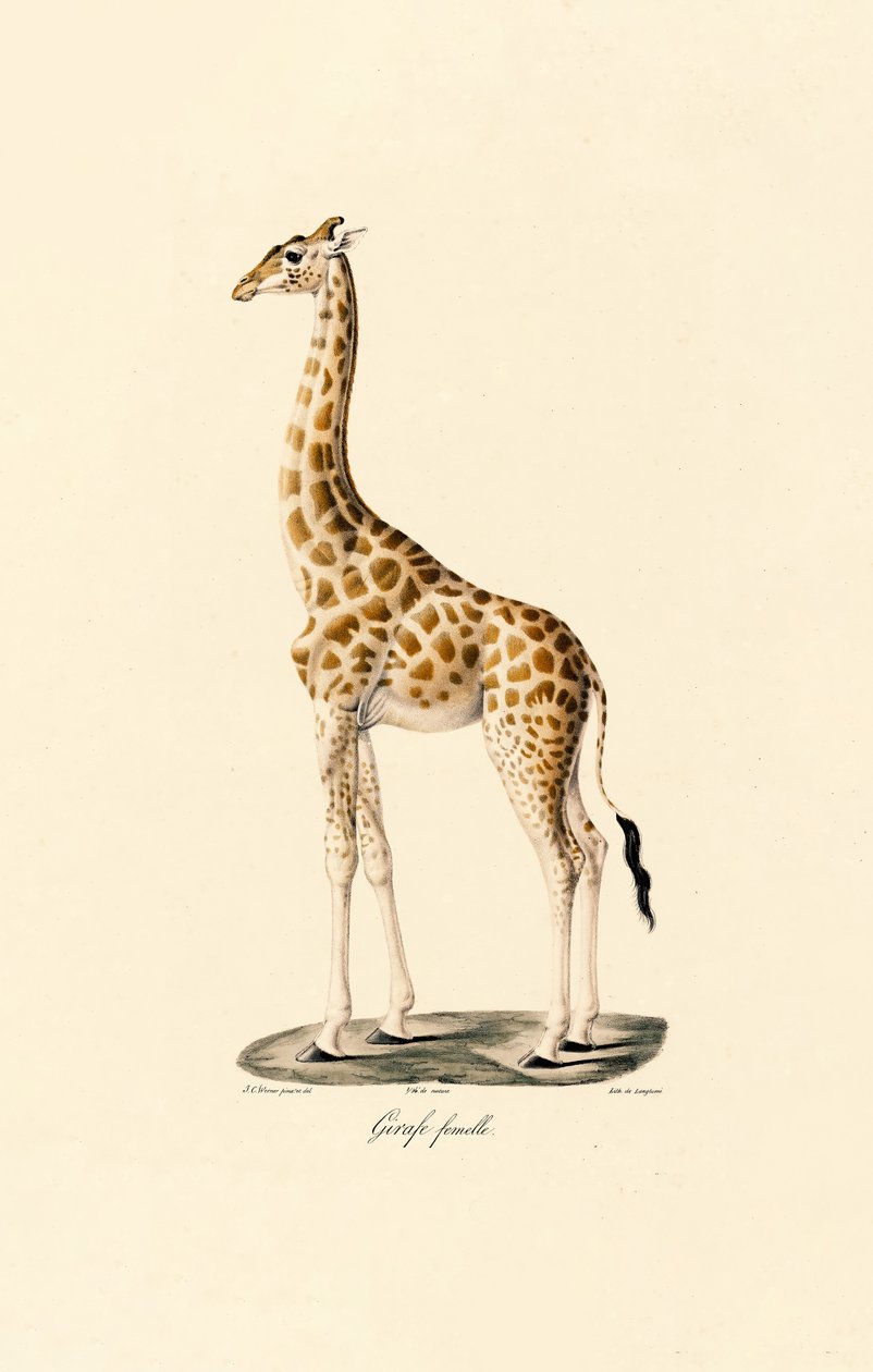 Giraff (kvinna) av Jacques Christophe Werner