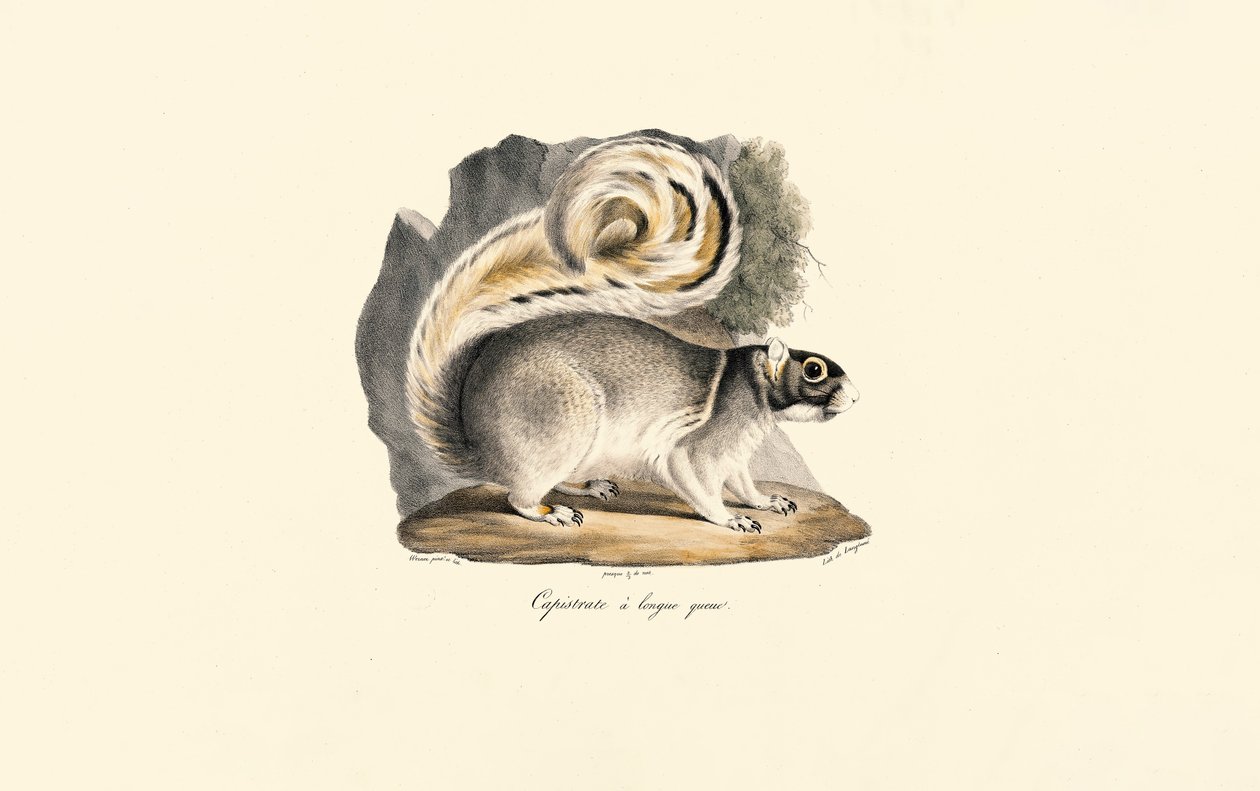 Gyllene mantlad markekorre av Jacques Christophe Werner