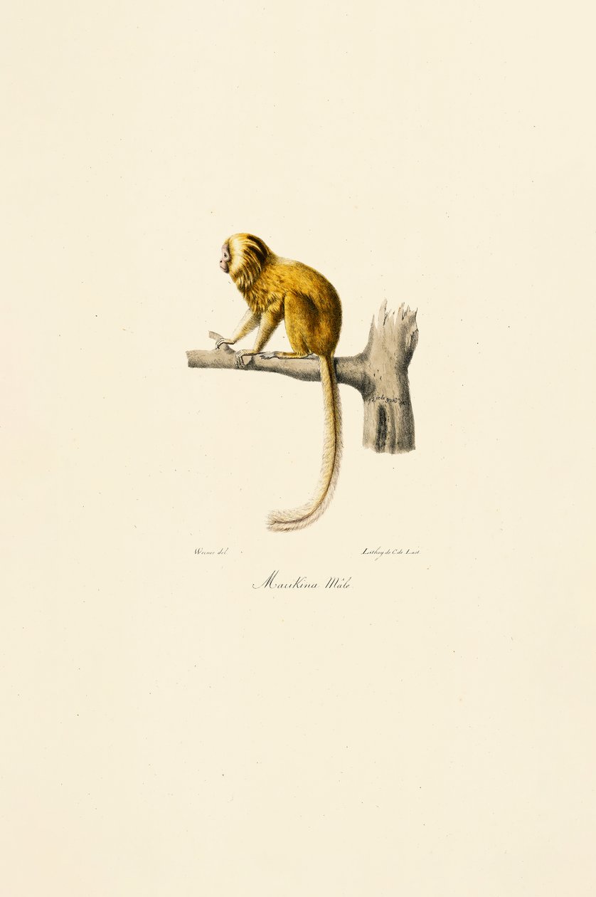 Gyllene lejonet Tamarin av Jacques Christophe Werner