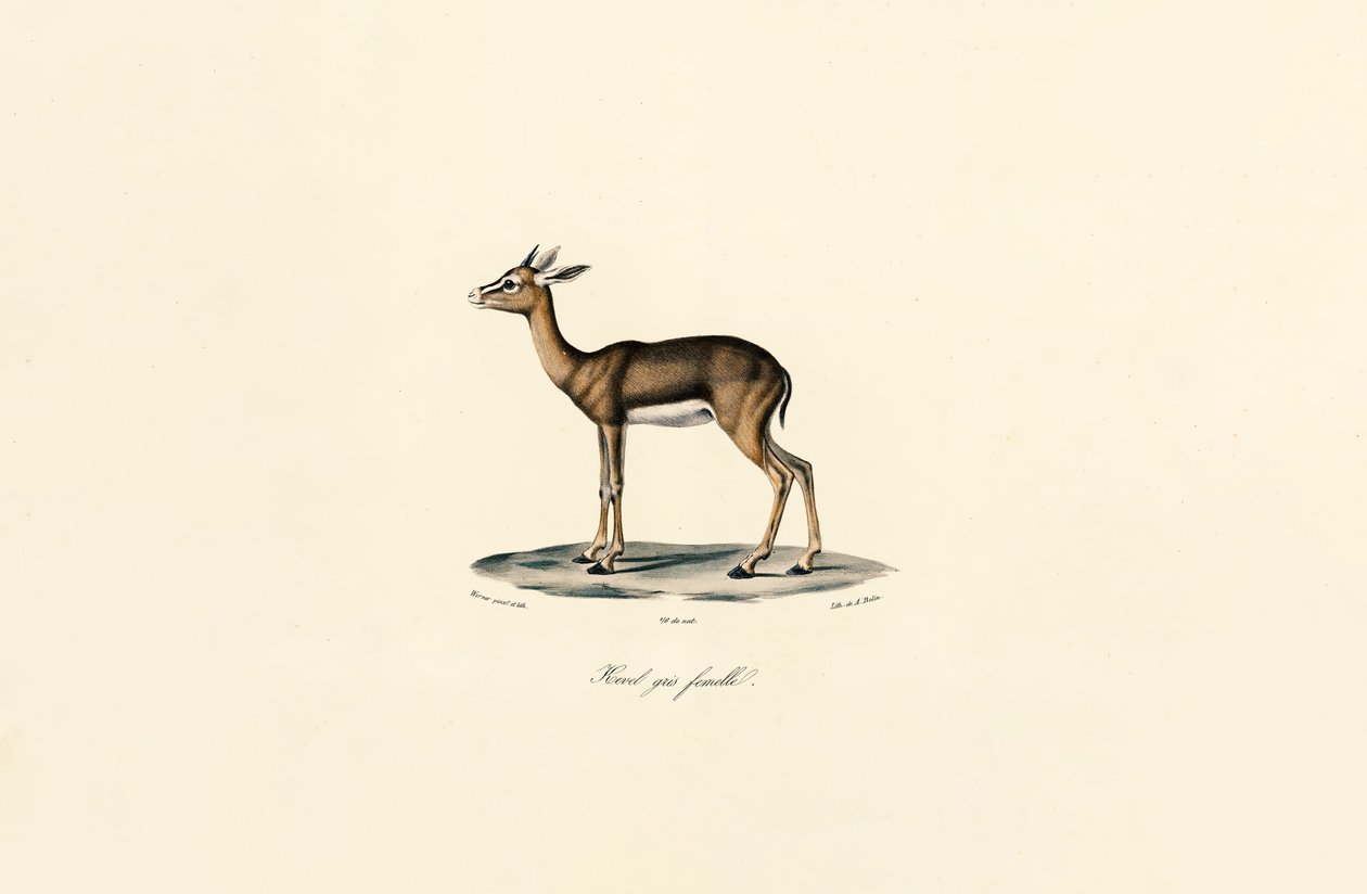 av Jacques Christophe Werner