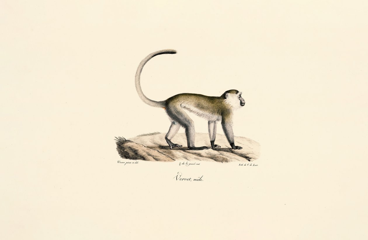 Grön apa (Chlorocebus sabaeus) av Jacques Christophe Werner