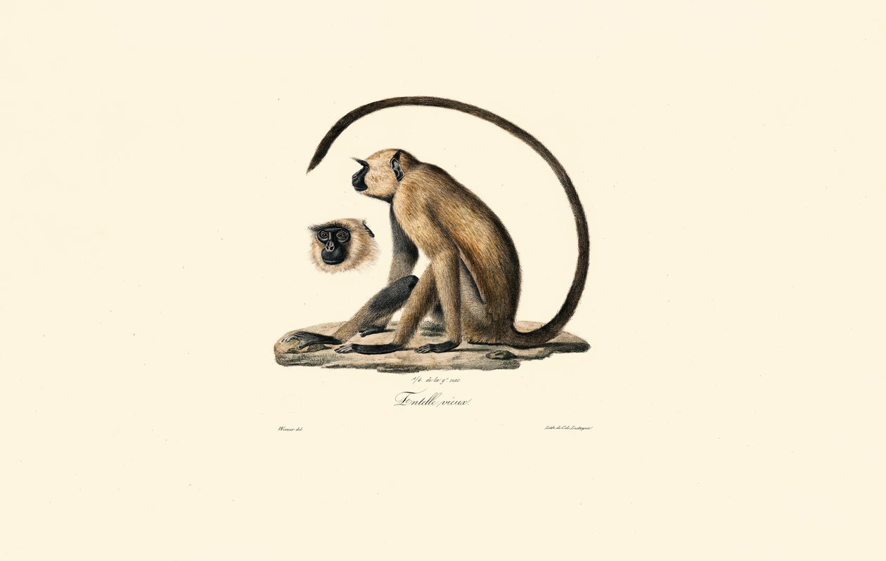 Grå Langur (Gamla Entelle) av Jacques Christophe Werner