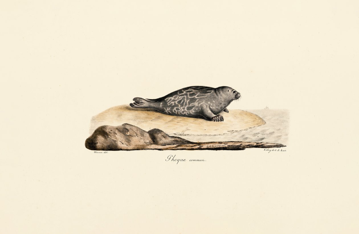 Harbor Seal av Jacques Christophe Werner