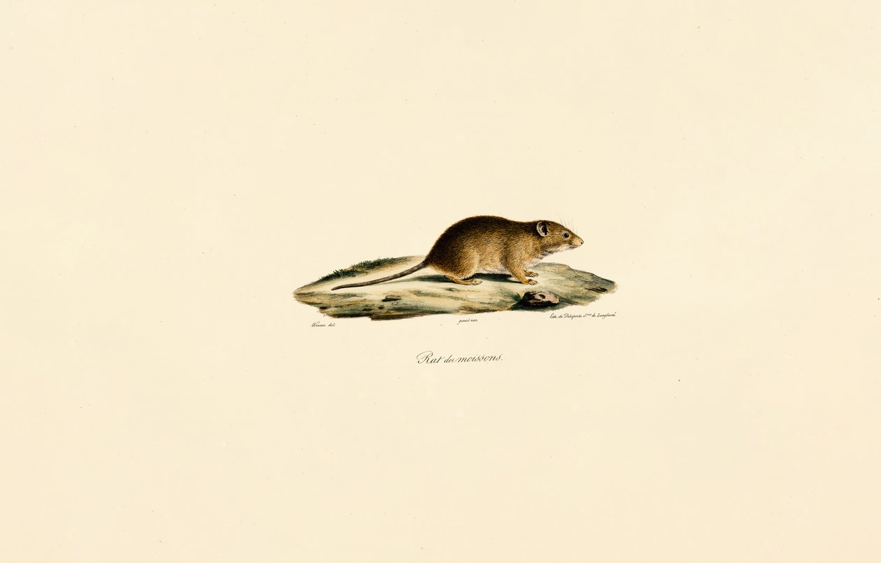 Skördemus av Jacques Christophe Werner