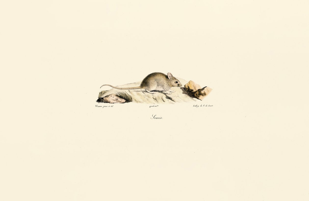 Husmusen av Jacques Christophe Werner
