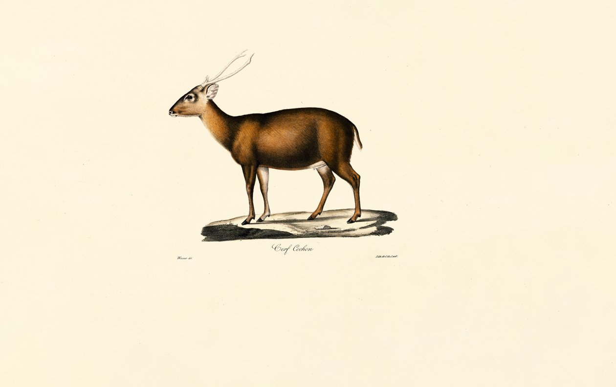 Indisk Muntjac (Cerf Cochon) av Jacques Christophe Werner